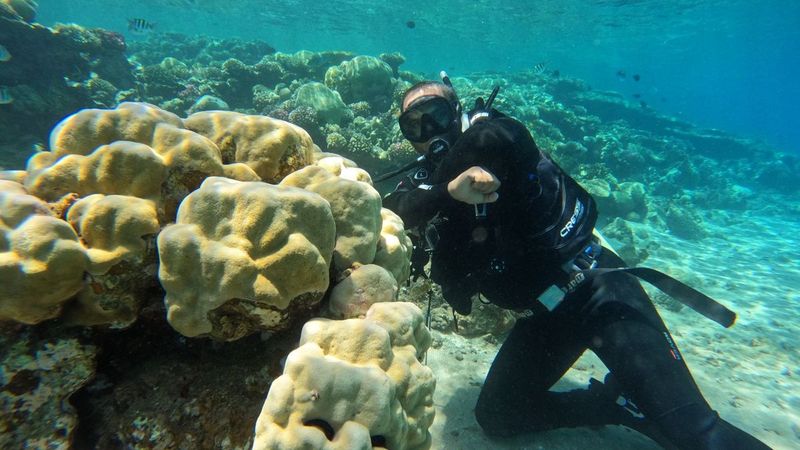 Coral garden
