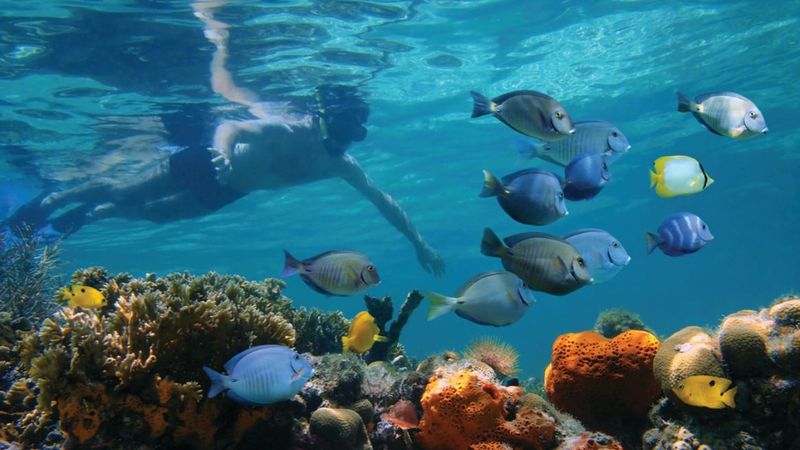 Snorkelling the reef