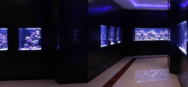 Explore Aqaba's Aquarium