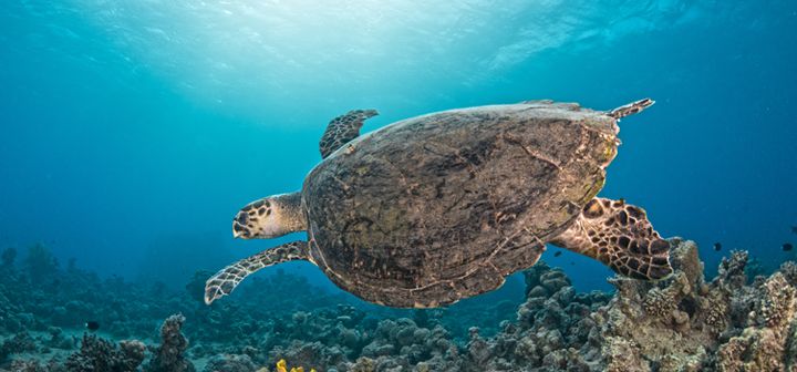 Dive in Aqaba - the Sunniest Corner of the Red Sea