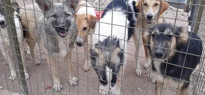 Contribute to the Protection of the Shelter for Stray Dogs in Aqaba
