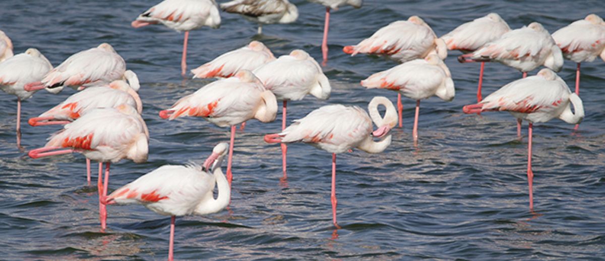Harmony by Nature: Exploring the Aqaba Bird Observatory