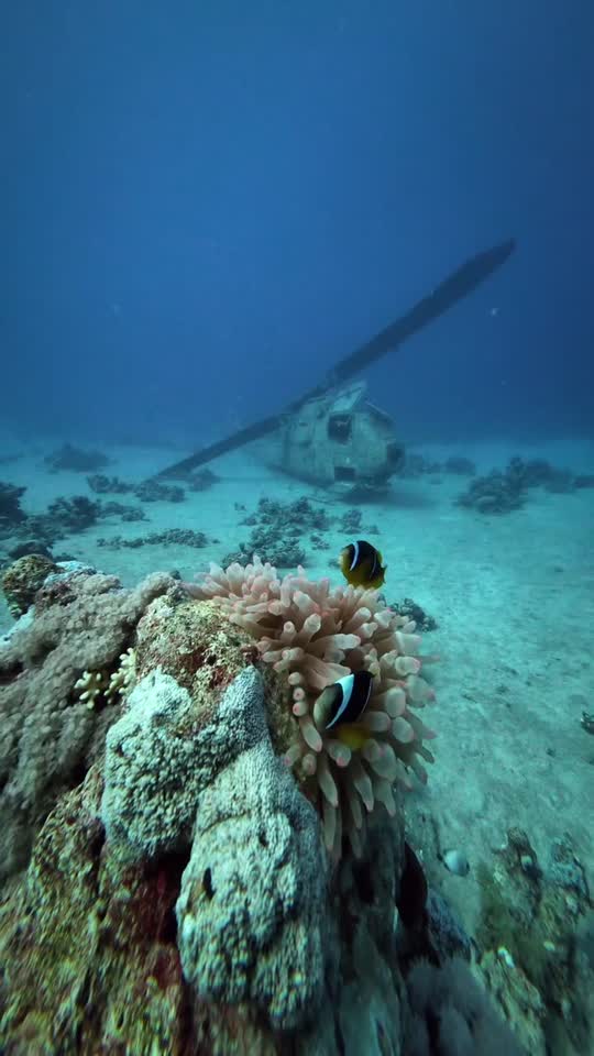 Clownfish and the helicopter wreck