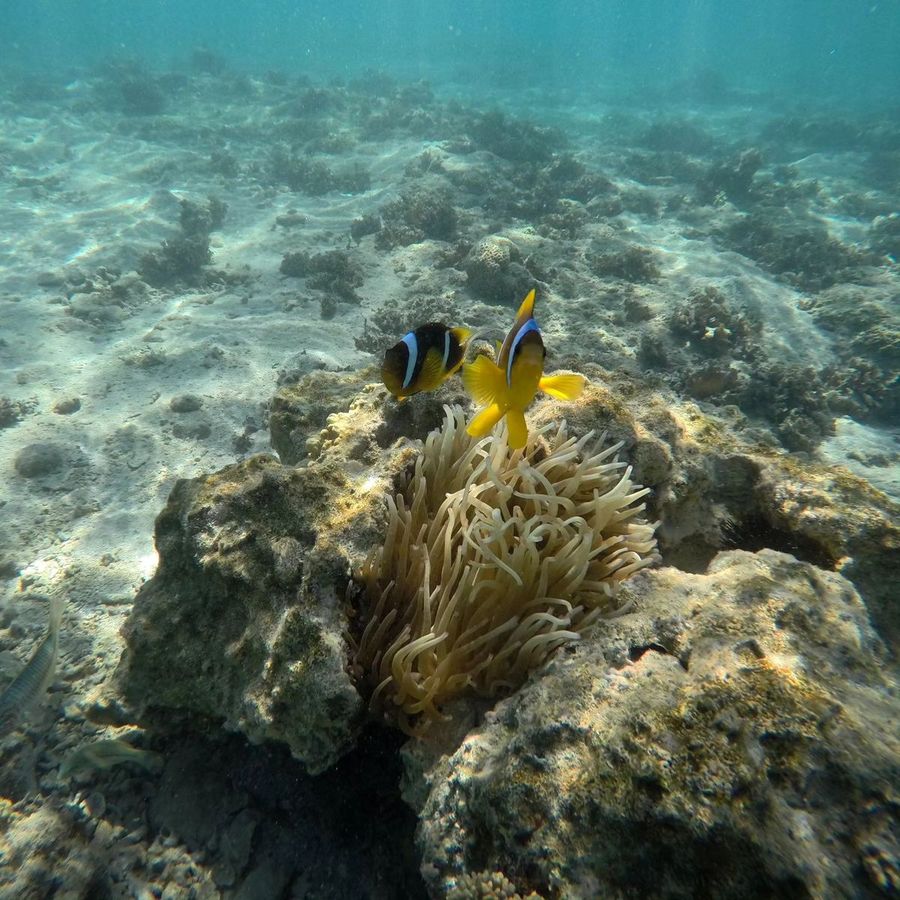 Clownfish in its anemone