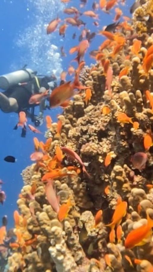 Diver over the reef