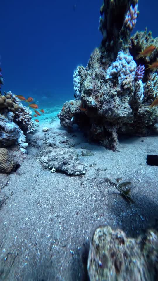 Over the reef